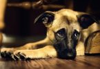 , dog training near me, dog groomers near me, hot dog, dog boarding near me, best dog food, dog collars, dog crate, lazy dog, dog days, national dog day, dog training, akita dog, dog bed, blue buffalo dog food, dog adoption near me, dog tags, royal canin dog food, dog groomer near me, dog kennels, dog shelters near me, dog barking, dog years, dog toys, malinois dog, does the dog die, homemade dog food, fromm dog food, dog insurance, downward dog, smile dog, greyhound dog, dog diarrhea, wolf dog, victor dog food, homemade dog treats, how to draw a dog, dog rescues near me, dog memes, dog food advisor, service dog, wag the dog, dog treats, weiner dog, emotional support dog, cartoon dog, dog boarding, science diet dog food, dog trainers near me, kong dog toys, bird dog, dog haus, dog drawing, sheep dog, african wild dog, dog rescue near me, dog cage, mexican hairless dog, purina dog food, nutro dog food, greater swiss mountain dog, best dog food brands, merrick dog food, dog daycare near me, dog crates, orijen dog food, mobile dog grooming, dog water, rachael ray dog food, dog wash near me, happy dog, dog clippers, diamond dog food, blue dog food, dog tick, dog fence, grain free dog food, dog gate, dog groomers, wireless dog fence, dog groomer, bear dog, large dog crate, dog daycare, dog shelter near me, bull dog, dog walker, mobile dog grooming near me, dog pictures, diamond naturals dog food, wellness dog food, dog in spanish, canidae dog food, dog treat recipes, dog friendly restaurants near me, iams dog food, natural balance dog food, dog kennels near me, hypoallergenic dog, acana dog food, cbd dog treats, dog videos, beagle dog, dog bone, how often should i take my dog to the vet, dog allergies, ugly dog, cat dog, dog sitting, franklin county dog shelter, hot dog recipes, dog bowls, dog teeth, mop dog, dog poop, purina one dog food, lab dog, taste of the wild dog food, nutrisource dog food, dog bite, dog walking, how to trim dog nails, electric dog fence, chicago dog, best dog beds, how much food to feed my dog, invisible dog fence, raw dog food, service dog vest, dog cages, petco dog grooming, esa dog, hills science diet dog food, custom dog tags, sportmix dog food, dog training collars, seresto dog collar, funny dog, instinct dog food, sun dog, small dog, honest kitchen dog food, blood in dog stool, dog sitter, fat dog, dog attack, dog pooping blood, fresh dog food, togo dog, purina pro plan dog food, beneful dog food, cat and dog, dog temperature, cesar dog food, eukanuba dog food, dog throwing up yellow, dog