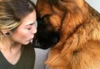 dog, dog grooming near me, dog park near me, pitbull dog, dog dna test, dog food, dog beds, dog training near me, dog groomers near me, hot dog, dog boarding near me, best dog food, dog collars, dog crate, lazy dog, dog days, national dog day, dog training, akita dog, dog bed, blue buffalo dog food, dog adoption near me, dog tags, royal canin dog food, dog groomer near me, dog kennels, dog shelters near me, dog barking, dog years, dog toys, malinois dog, does the dog die, homemade dog food, fromm dog food, dog insurance, downward dog, smile dog, greyhound dog, dog diarrhea, wolf dog, victor dog food, homemade dog treats, how to draw a dog, dog rescues near me, dog memes, dog food advisor, service dog, wag the dog, dog treats, weiner dog, emotional support dog, cartoon dog, dog boarding, science diet dog food, dog trainers near me, kong dog toys, bird dog, dog haus, dog drawing, sheep dog, african wild dog, dog rescue near me, dog