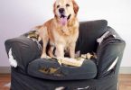dog, dog grooming near me, dog park near me, pitbull dog, dog dna test, dog food, dog beds, dog training near me, dog groomers near me, hot dog, dog boarding near me, best dog food, dog collars, dog crate, lazy dog, dog days, national dog day, dog training, akita dog, dog bed, blue buffalo dog food, dog adoption near me, dog tags, royal canin dog food, dog groomer near me, dog kennels, dog shelters near me, dog barking, dog years, dog toys, malinois dog, does the dog die, homemade dog food, fromm dog food, dog insurance, downward dog, smile dog, greyhound dog, dog diarrhea, wolf dog, victor dog food, homemade dog treats, how to draw a dog, dog rescues near me, dog memes, dog food advisor, service dog, wag the dog, dog treats, weiner dog, emotional support dog, cartoon dog, dog boarding, science diet dog food, dog trainers near me, kong dog toys, bird dog, dog haus, dog drawing, sheep dog, african wild dog, dog rescue near me, dog cage, mexican hairless dog, purina dog food, nutro dog food, greater swiss mountain dog, best dog food brands, merrick dog food, dog daycare near me, dog crates, orijen dog food, mobile dog grooming, dog water, rachael ray dog food, dog wash near me, happy dog, dog clippers, diamond dog food, blue dog food, dog tick, dog fence, grain free dog food, dog gate, dog groomers, wireless dog fence, dog groomer, bear dog, large dog crate, dog daycare, dog shelter near me, bull dog, dog walker, mobile dog grooming near me, dog pictures, diamond naturals dog food, wellness dog food, dog in spanish, canidae dog food, dog treat recipes, dog friendly restaurants near me, iams dog food, natural balance dog food, dog kennels near me, hypoallergenic dog, acana dog food, cbd dog treats, dog videos, beagle dog, dog bone, how often should i take my dog to the vet, dog allergies, ugly dog, cat dog, dog sitting, franklin county dog shelter, hot dog recipes, dog bowls, dog teeth, mop dog, dog poop, purina one dog food, lab dog, taste of the wild dog food, nutrisource dog food, dog bite, dog walking, how to trim dog nails, electric dog fence, chicago dog, best dog beds, how much food to feed my dog, invisible dog fence, raw dog food,