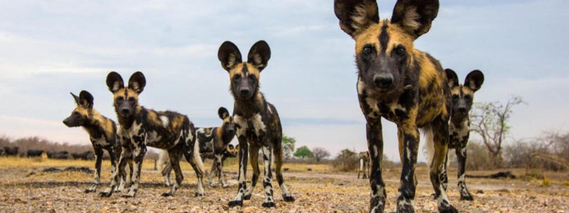 African Wild Dog