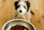 is pawtree good dog food