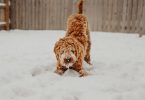 ruffwear skijoring