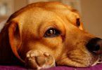 dog itching allergy