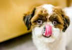 how to deal with a dog that is always hungry