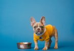 Dog Food