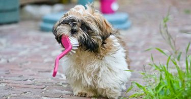 How Often to Brush Dogs' Teeth