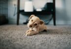 Best Food for Dogs with Allergies