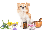 dog safe essential oils