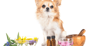 dog safe essential oils