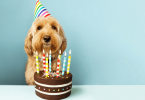 Celebrate Your Dog's Birthday