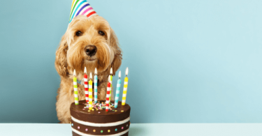 Celebrate Your Dog's Birthday