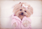 dog massage benefits