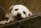 rescue dogs