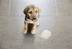 Dog Vomits Yellow