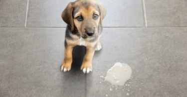 Dog Vomits Yellow