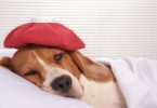What to Feed a Dog With an Upset Stomach