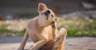 Home Remedies for Dog Skin Allergies