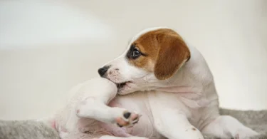Baking Soda for Dog Skin Allergies