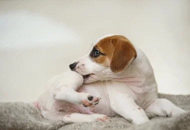 Baking Soda for Dog Skin Allergies