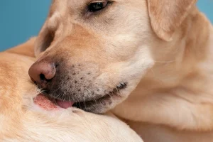Home Remedies for Dog Skin Allergies