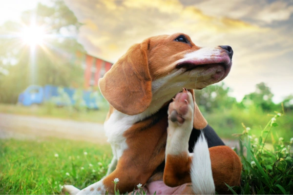 Baking Soda for Dog Skin Allergies