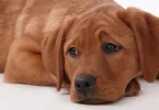 The Dog Gut–Brain Connection: How Food Affects Behavior