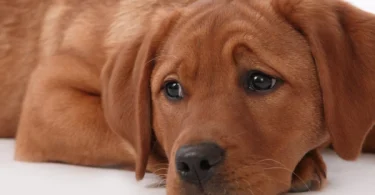 The Dog Gut–Brain Connection: How Food Affects Behavior