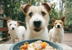 Human Foods That Calm Dogs Naturally