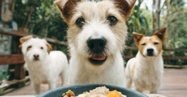 Human Foods That Calm Dogs Naturally