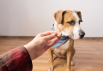 Why Dogs Suddenly Refuse Food but Act Normal