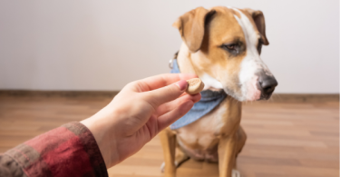 Why Dogs Suddenly Refuse Food but Act Normal