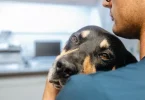 8 Silent Symptoms Your Dog Needs a Vet ASAP