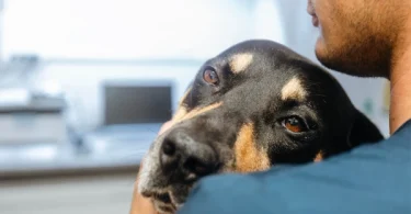 8 Silent Symptoms Your Dog Needs a Vet ASAP