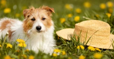 5 Superfoods That Can Add 3+ Years to Your Dog’s Life